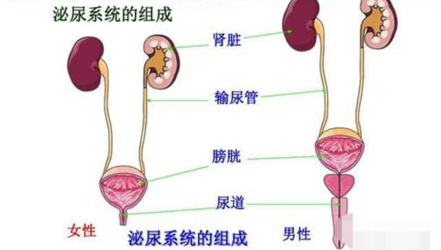 尿路感染的症状女