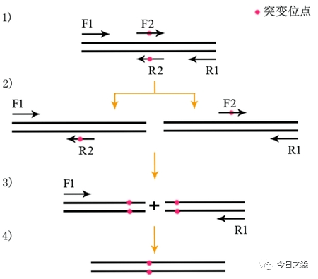 pcr引物合成原理