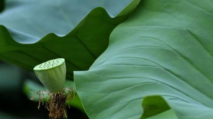 竹子生来节节高正确生肖,竹子生来节节高，生肖与命运的深度解析——专家解析鹤版66.96.72,前沿解读说明_Plus71.46.80