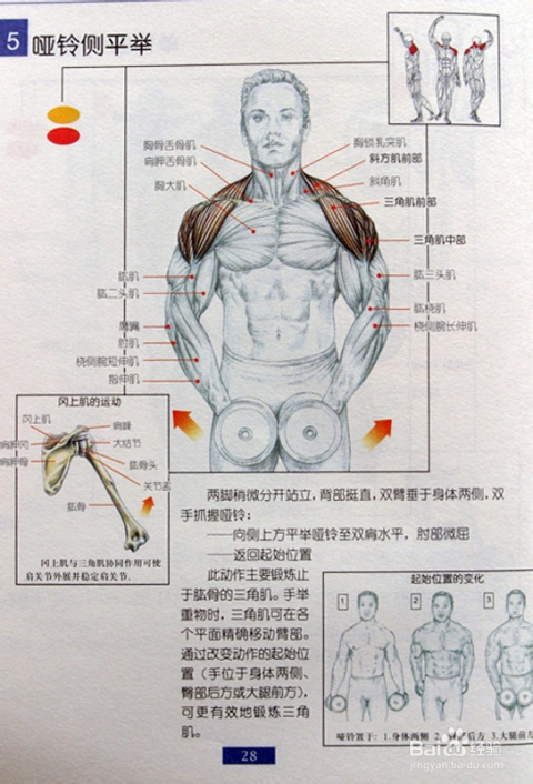 平举哑铃重量,UHD版平举哑铃重量与数据引导策略解析——19.23.60,深层数据执行设计_旗舰版54.68.75