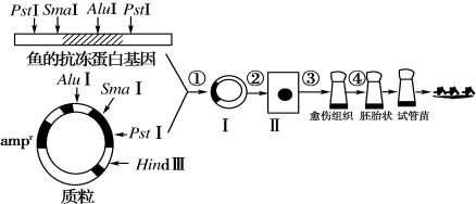 支抗钉的作用图片