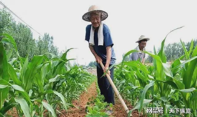 种植中草药国家政策怎么补贴,中草药种植的国家政策补贴与前沿分析解析,安全性计划解析_桌面款76.86.61