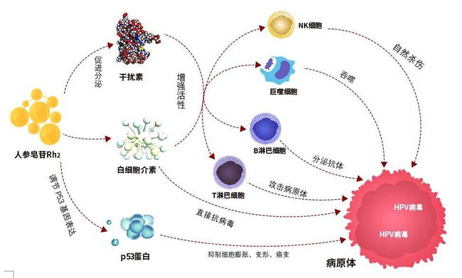 多数人感染HPV后两年内可自愈