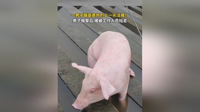 年会抽中一头300斤的活猪