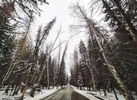 新疆雪后现大地之树